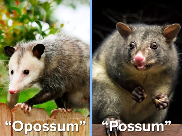 The Curious Case of Opossums and Possums