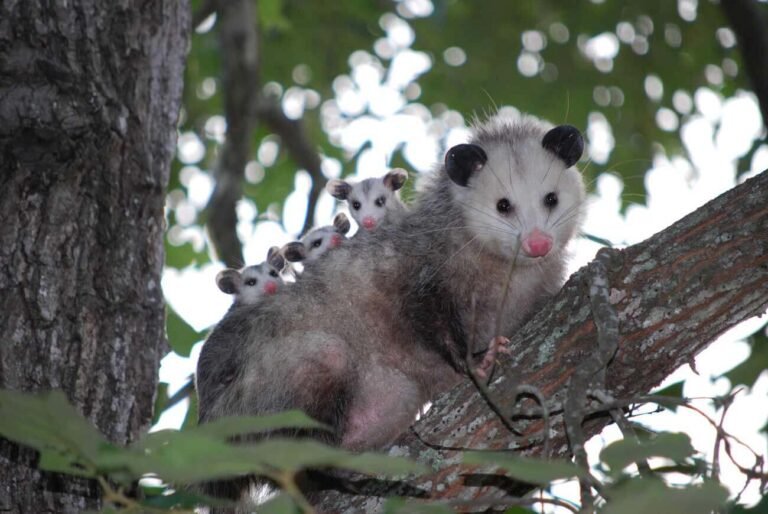 Fascinating Facts About Opossums!