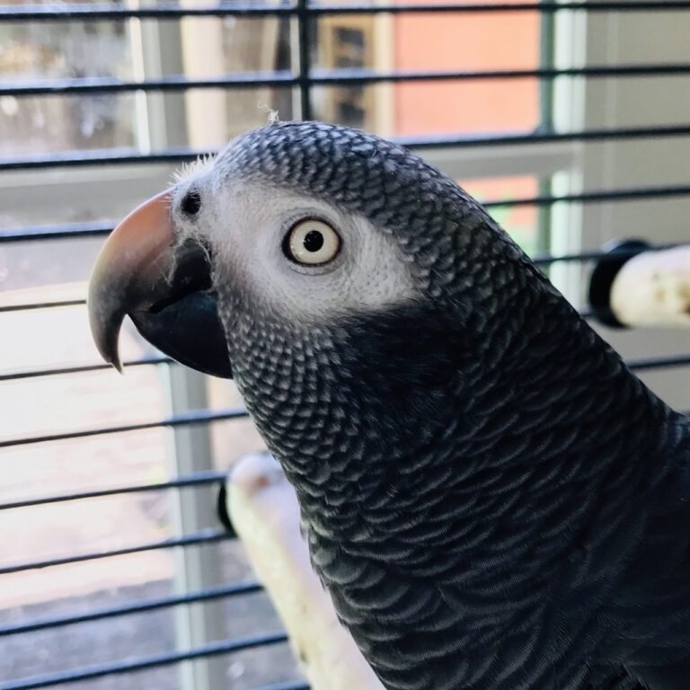 Riff Raff?? The Story Behind the Name