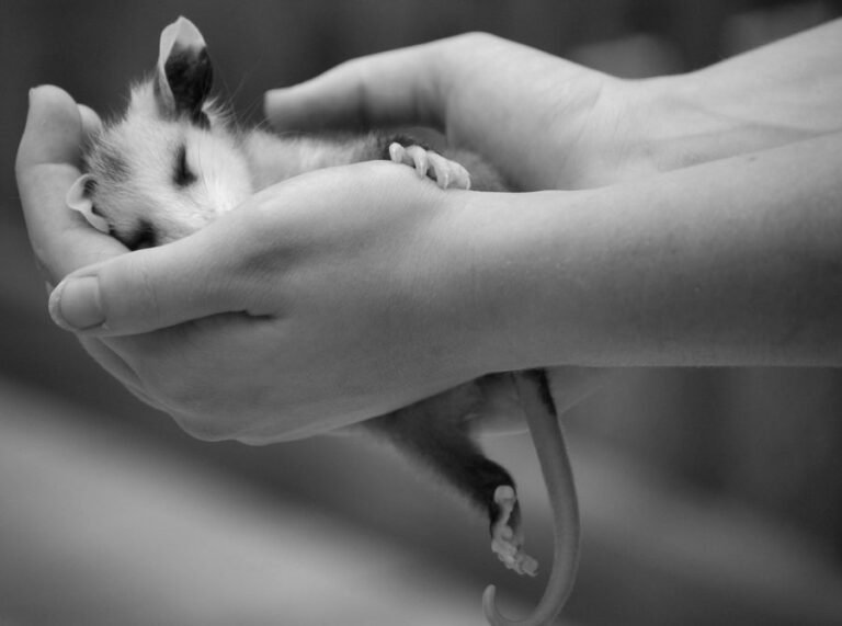 Additional Resources for Caring for New Rescues